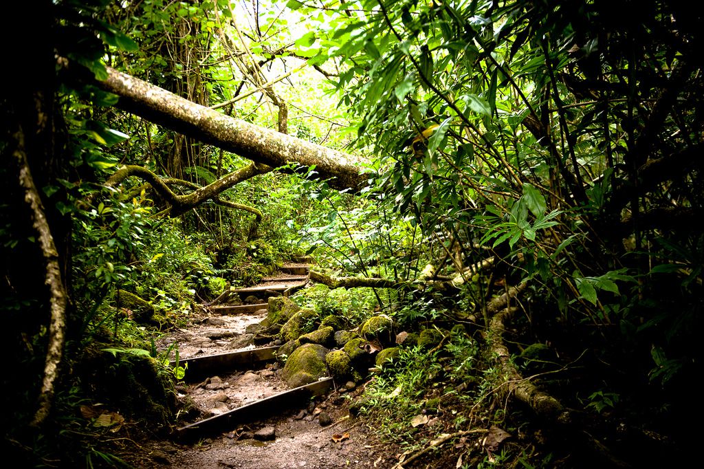 ハワイ・オアフ島で絶景ハイキング！アウトドア派にぴったりな自然満喫プラン