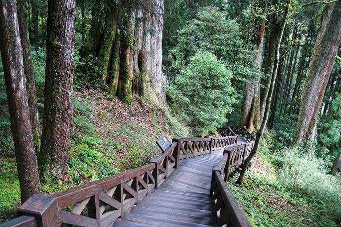 台湾の神秘の森を歩く！阿里山で楽しむ登山鉄道と大自然の森