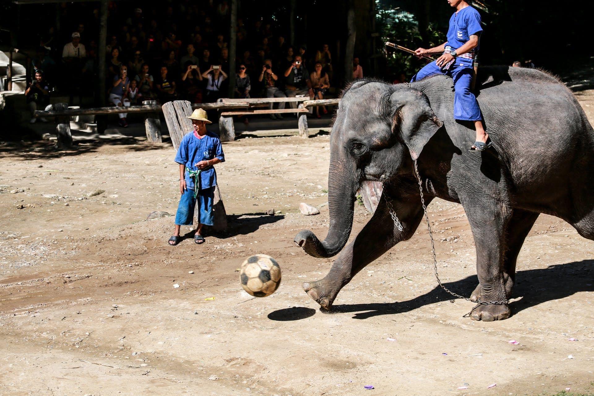 タイ・チェンマイのエレファント・キャンプで象に乗ろう♡