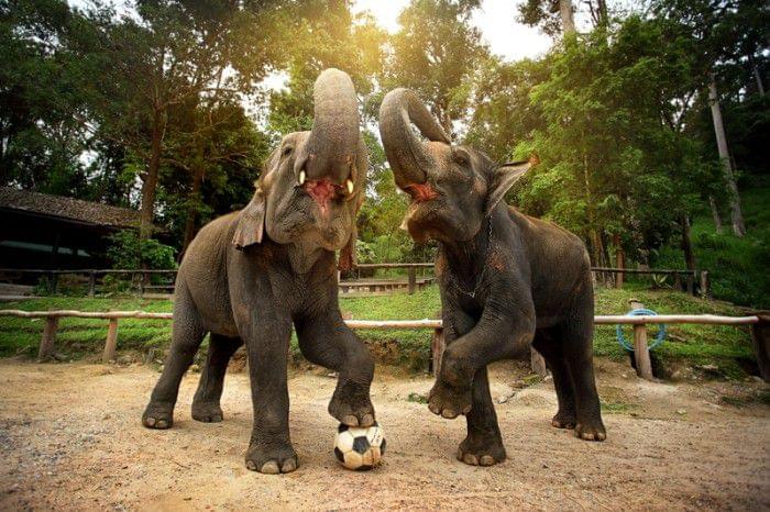 タイ・チェンマイのエレファント・キャンプで象に乗ろう♡