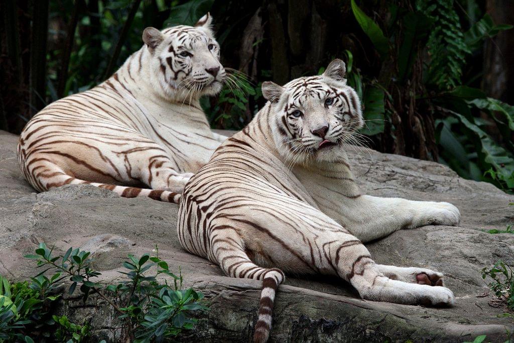 シンガポールの動物園で見れる！ 最強レア動物たちに会いたい