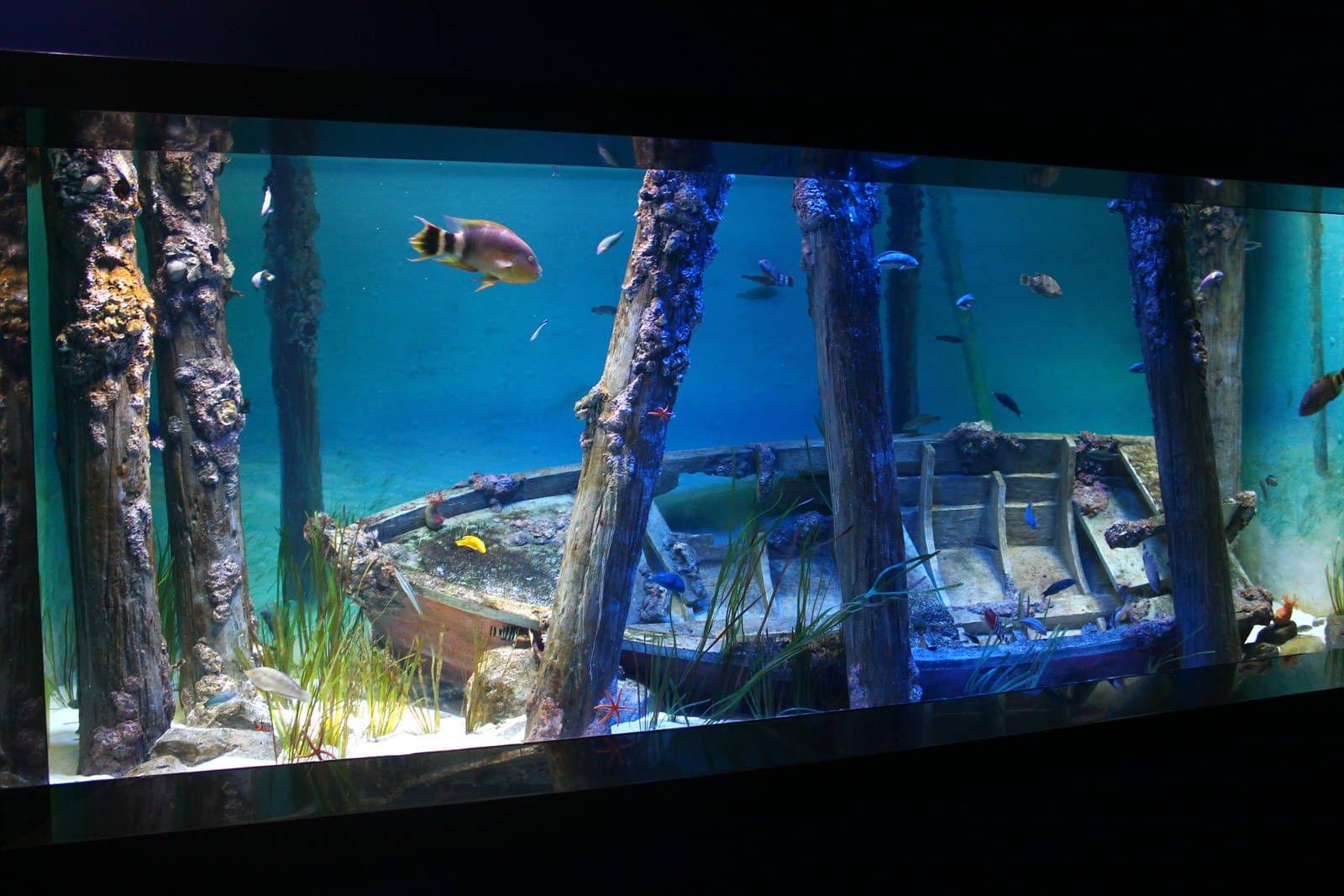 シンガポールの水族館「マリン・ライフ・パーク」は、セントーサ島の人気観光スポット！