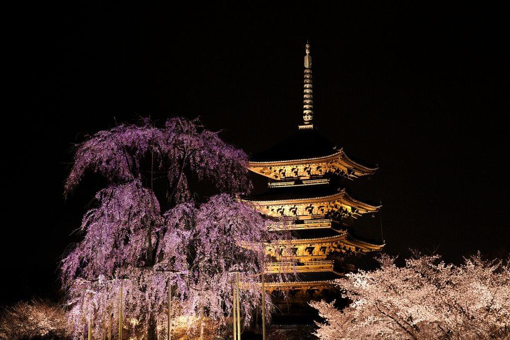 京都駅周辺で行くべき人気観光スポットおすすめ６選！紅葉も桜も最高！