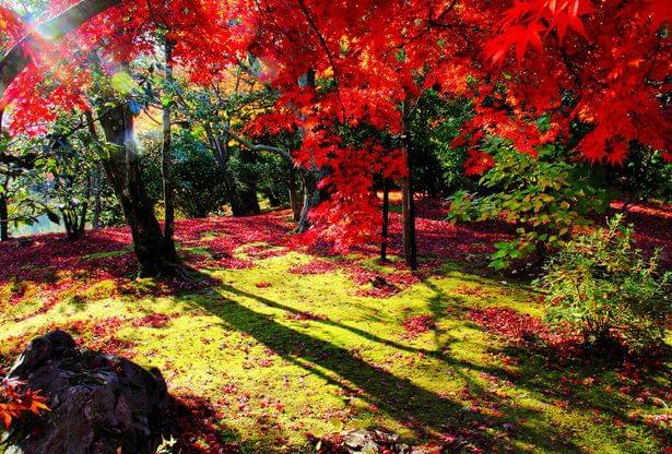 京都観光といえば日本庭園！外国人観光客にも人気の名庭園おすすめ５選