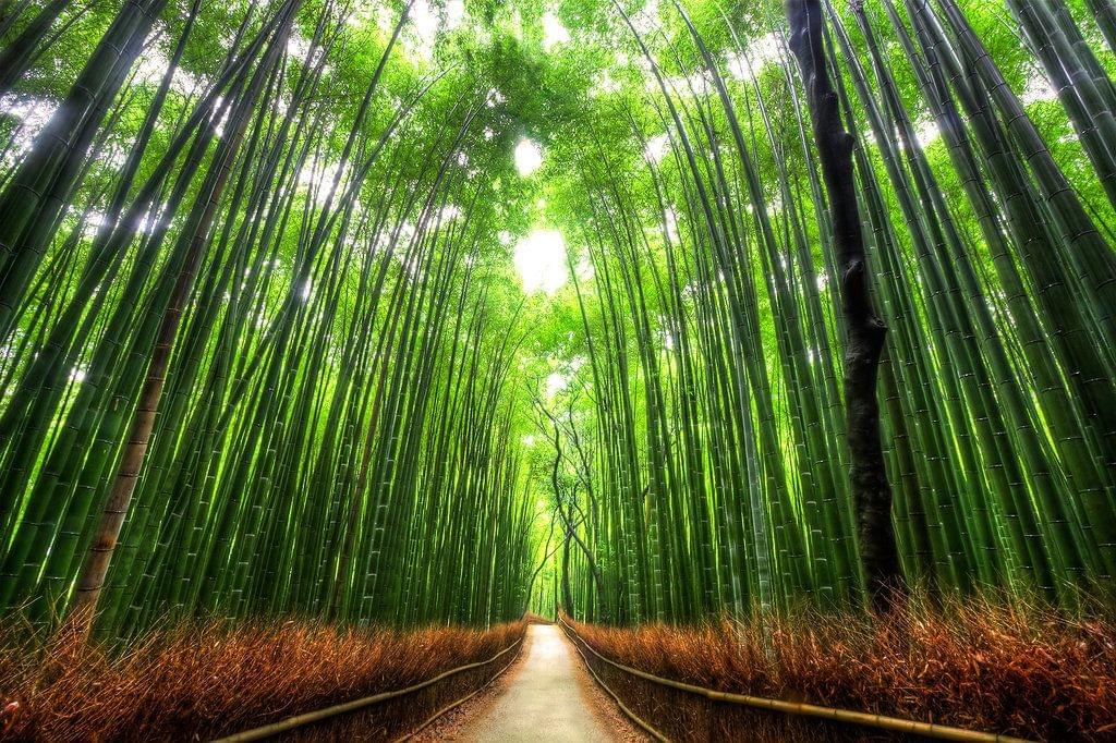 京都の定番観光名所5選！これは絶対外してはいけない王道コース！