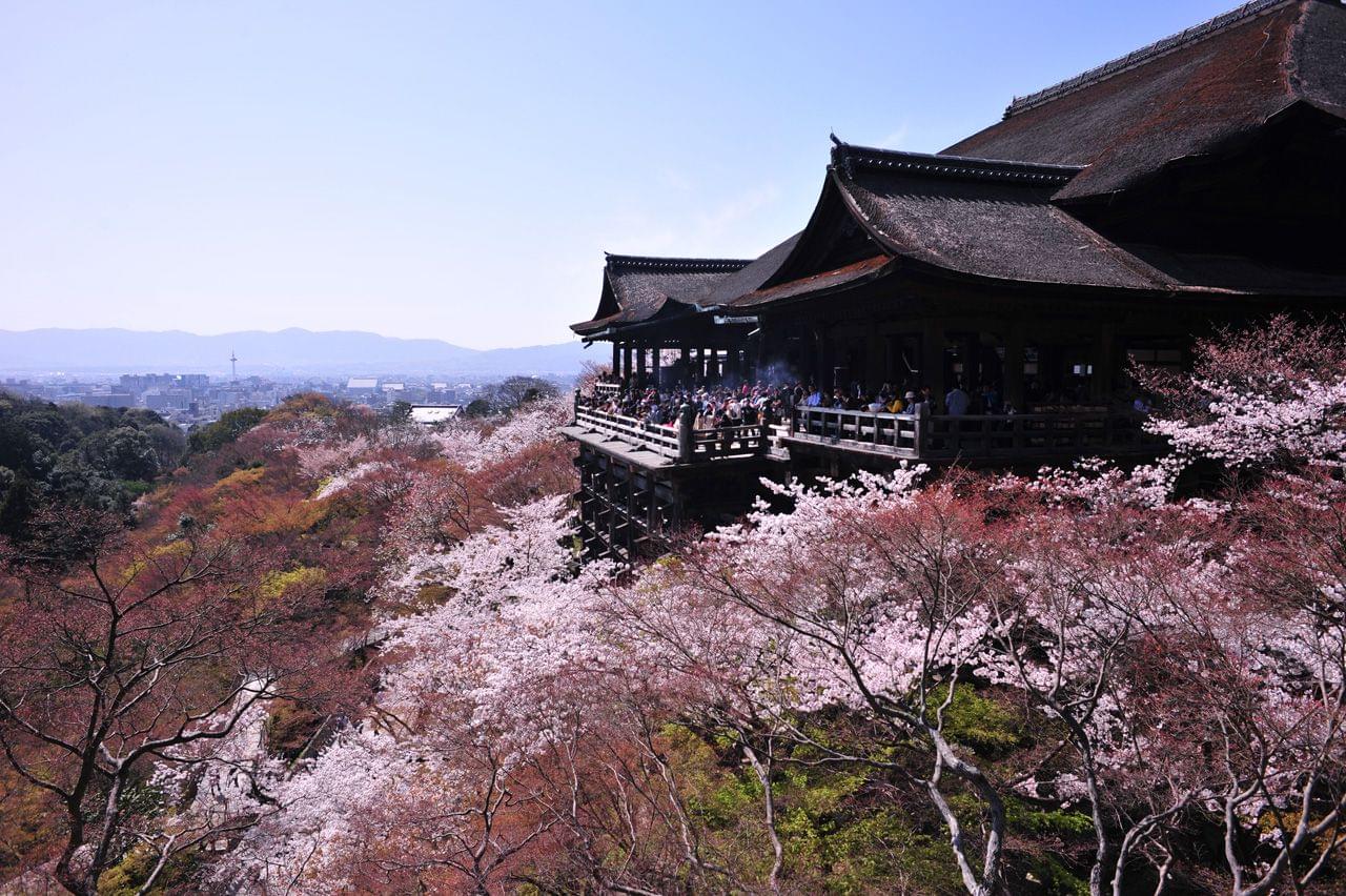 何度でも行きたい！「京都の世界遺産で観る桜」7選