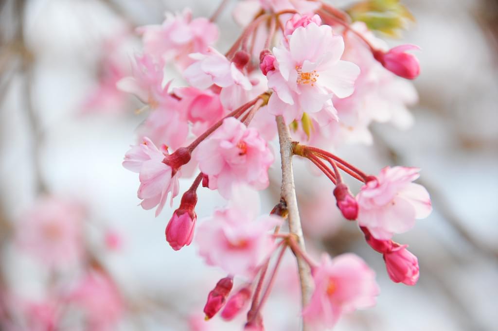 何度でも行きたい！「京都の世界遺産で観る桜」7選