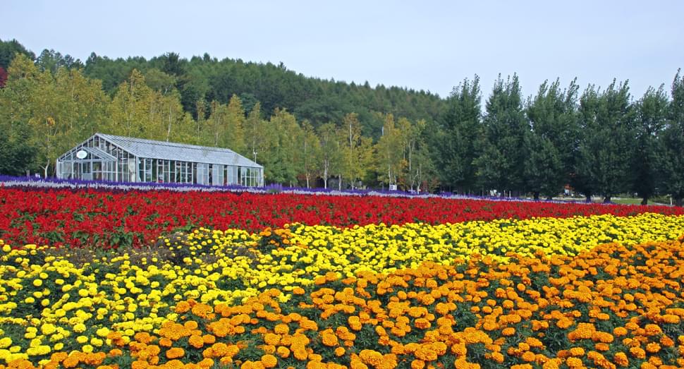 北海道・富良野といえば花畑！ファーム富田の完全ガイド！