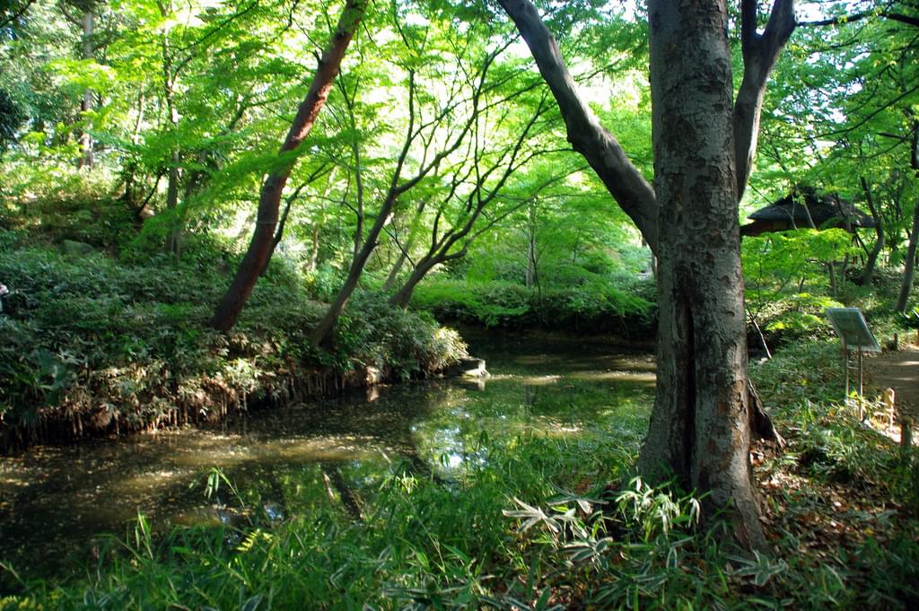 東京にある素晴らしい日本庭園＆広い公園５選！紅葉狩りやお花見にも！