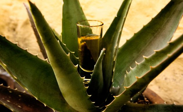 陽気にメキシコのお酒を楽しむ！テキーラ完全攻略ガイド