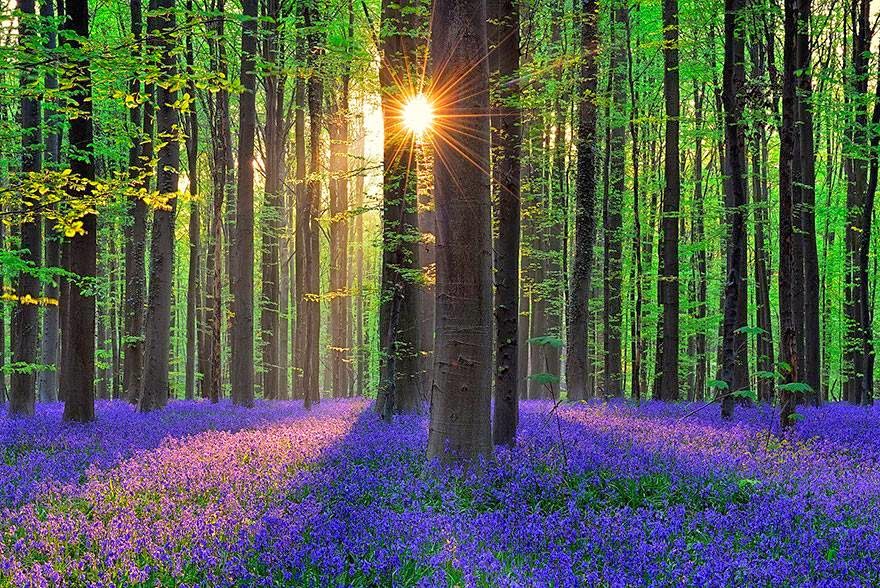 まるで童話！青い絨毯が広がるベルギーにあるハルの森が幻想的