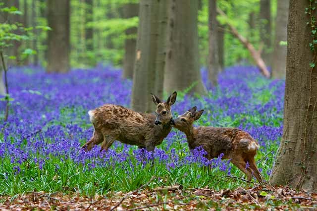 まるで童話！青い絨毯が広がるベルギーにあるハルの森が幻想的