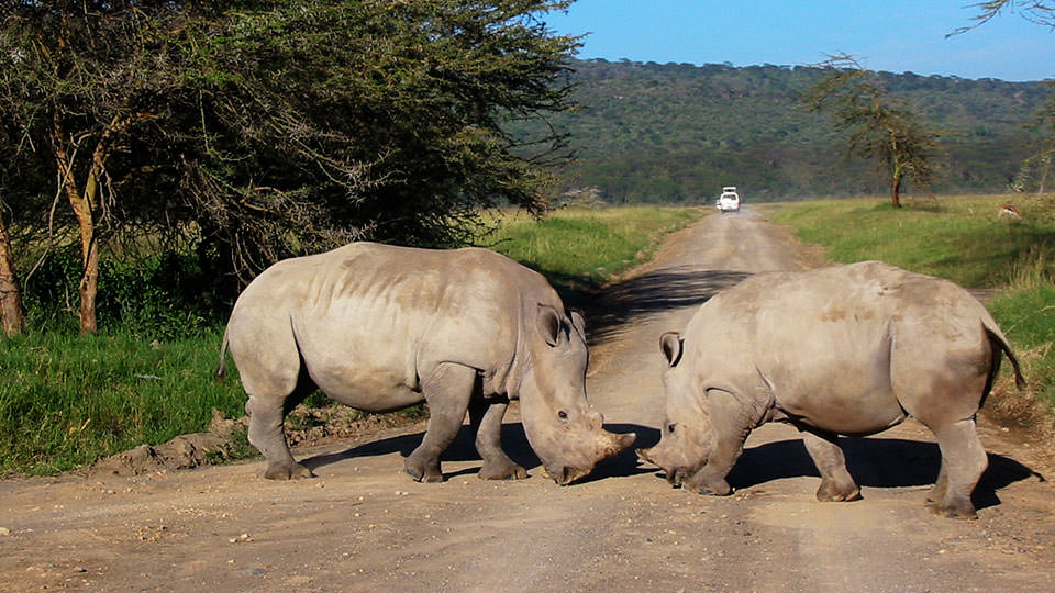 世界観が変わる！動物の躍動をケニア＆タンザニアで体感