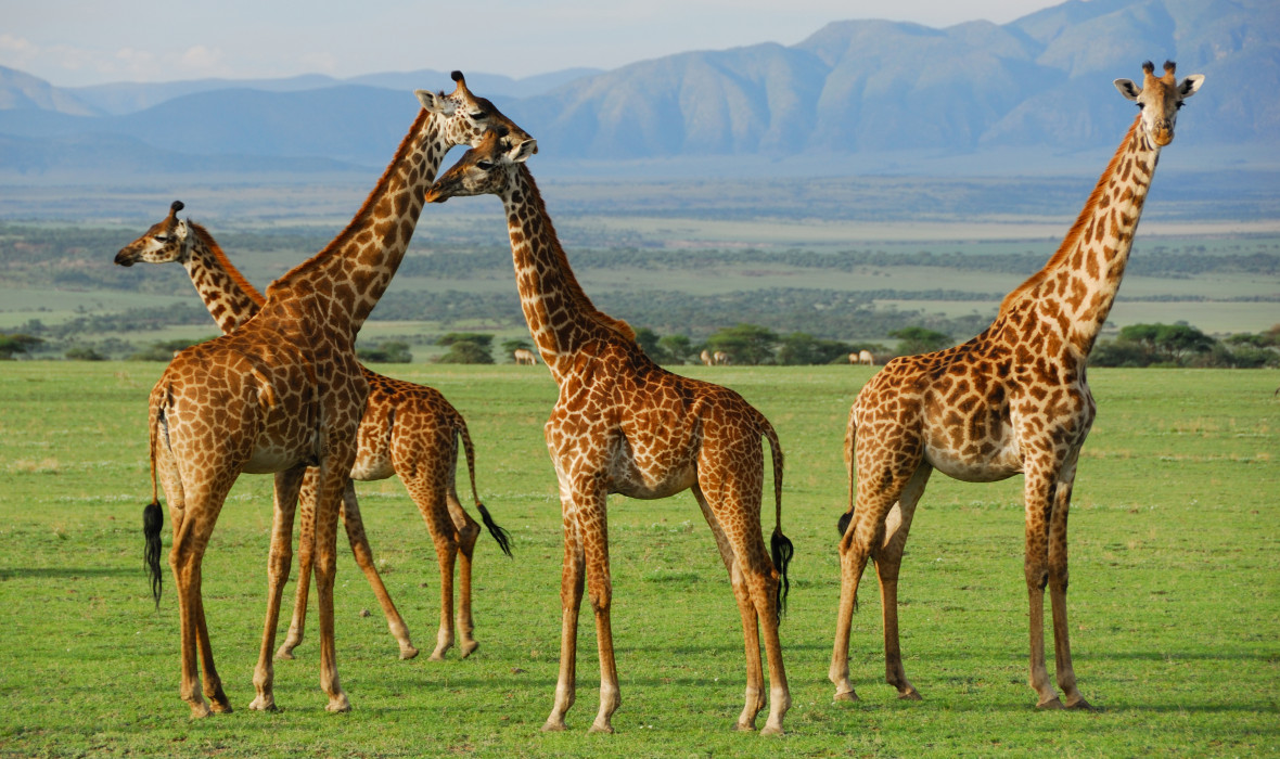 世界観が変わる！動物の躍動をケニア＆タンザニアで体感