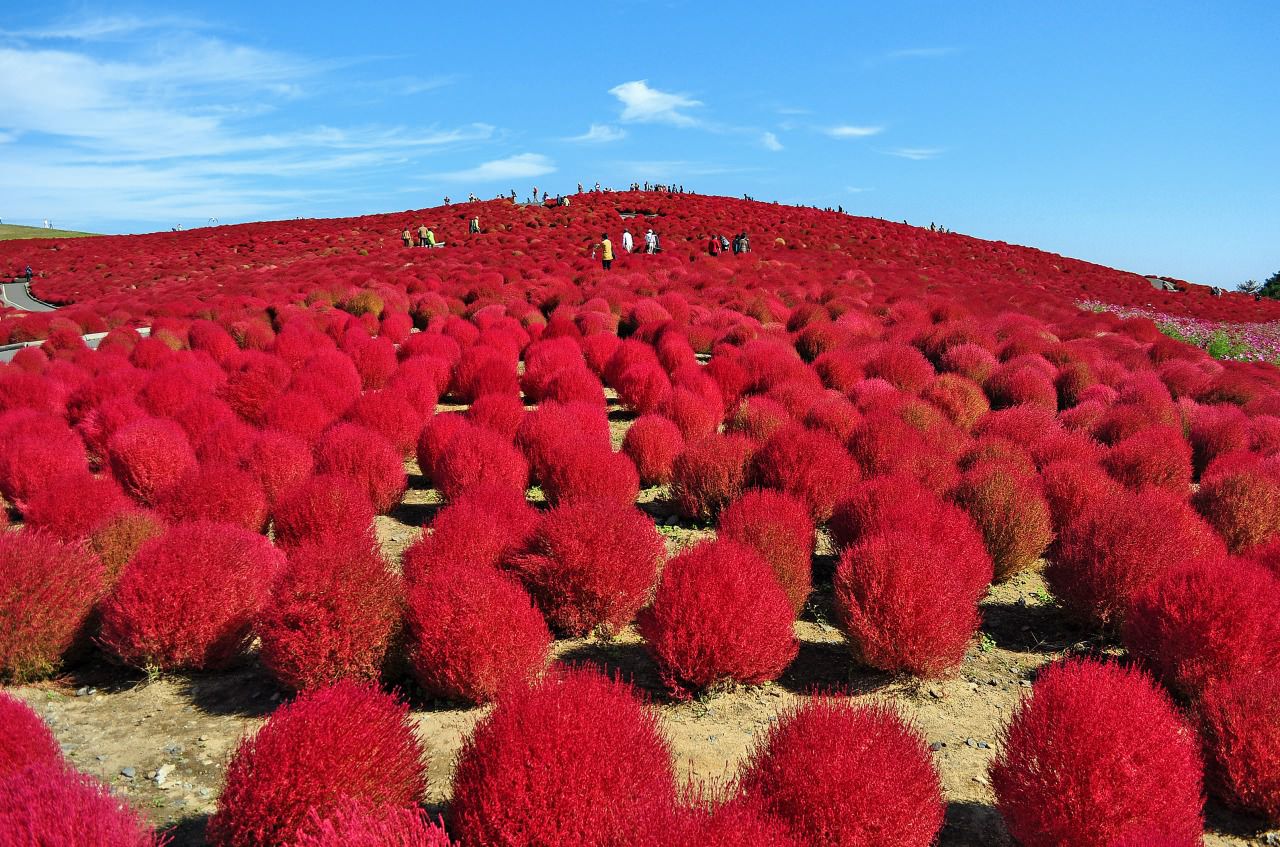カラフルな景色の色彩！日本の絶景観光スポット６選【北海道・茨城・佐賀・群馬・山梨】