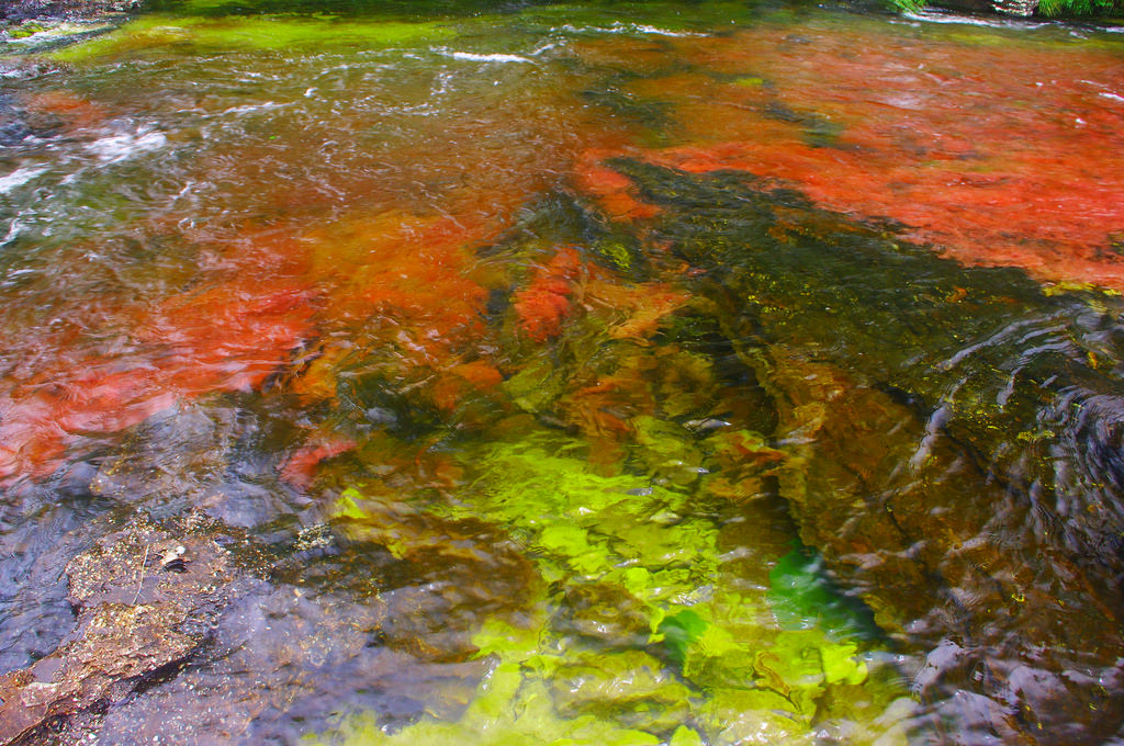 世界一美しい川！コロンビアの観光スポット「キャノクリスタレス」は奇跡の五色の川