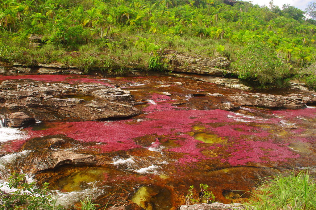 世界一美しい川！コロンビアの観光スポット「キャノクリスタレス」は奇跡の五色の川