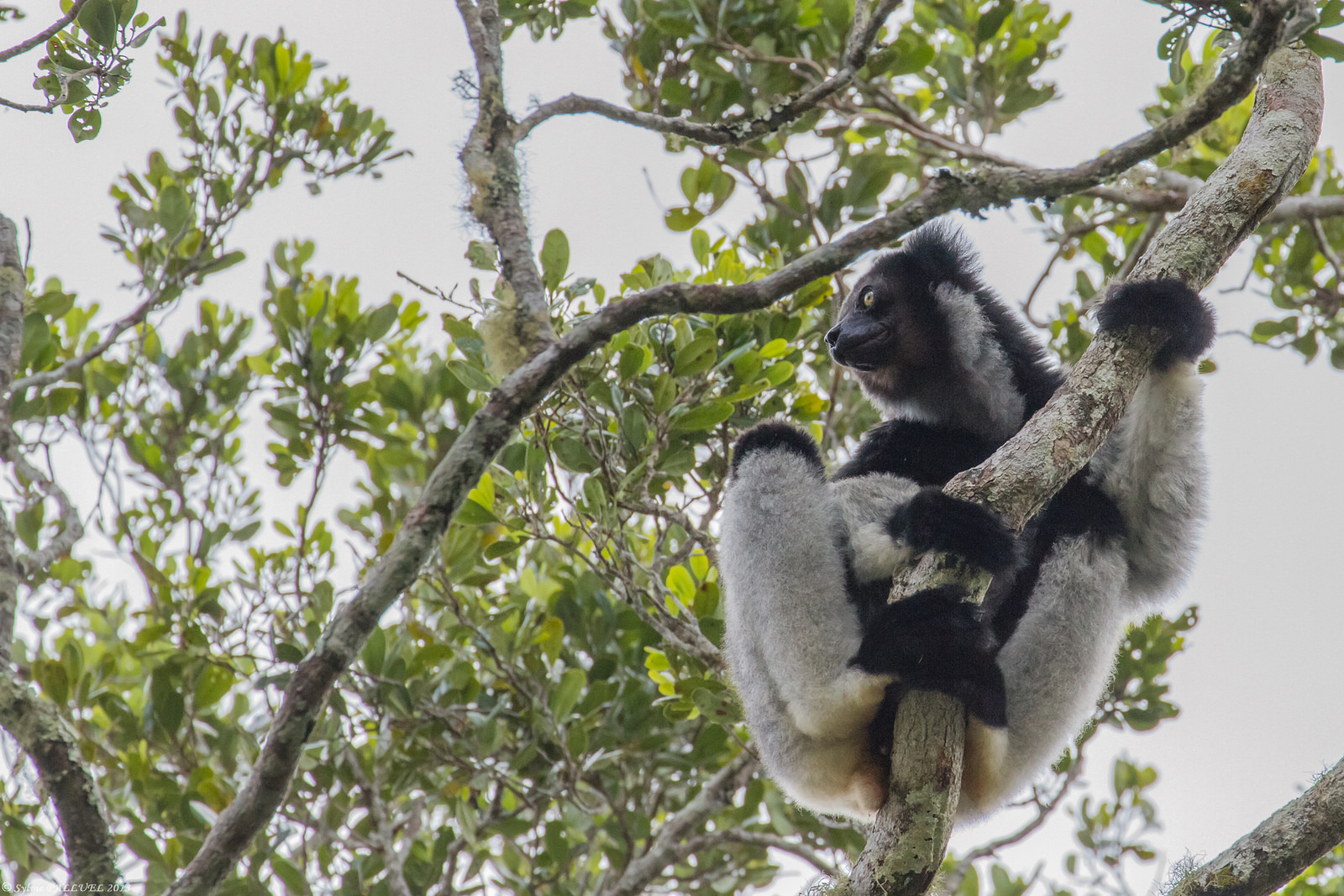 マダガスカル島で稀少動物に会える人気観光スポット保護区！インド洋に浮かぶ「最後の楽園」へ