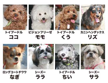 東京でデートに使える可愛い動物カフェ８選！犬猫に、うさぎやフクロウも！