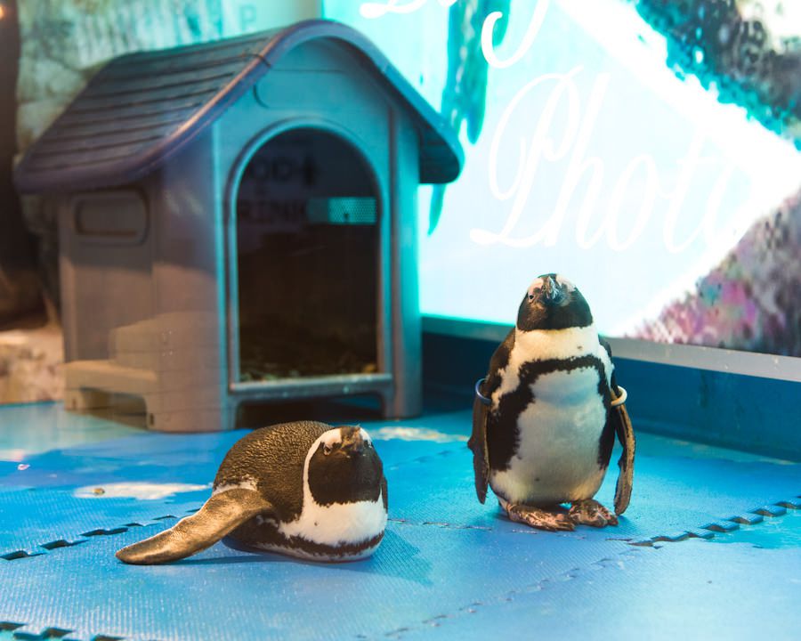 東京・池袋「ペンギンのいるBAR」に行こう！東京唯一の場所で癒しのディナー＆バータイムを楽しんじゃお
