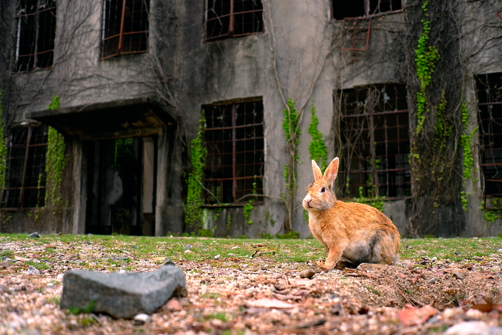 【広島県】毒ガス工場とウサギの島？！明と暗の魅力に迫る！