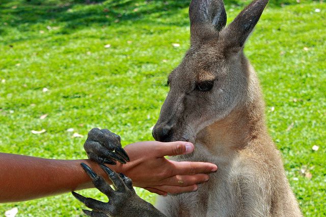 コアラ抱っこも♡オーストラリア・ケアンズの可愛い動物に会える観光スポット６選