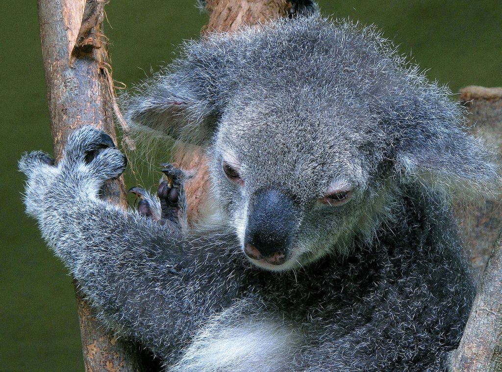 コアラ抱っこも♡オーストラリア・ケアンズの可愛い動物に会える観光スポット６選