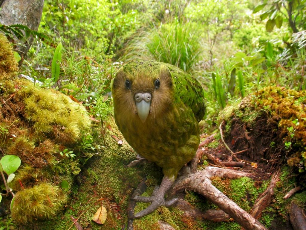 ニュージーランドは自然の宝庫！ここでしか出遭えない野生動物ガイド【鳥編】