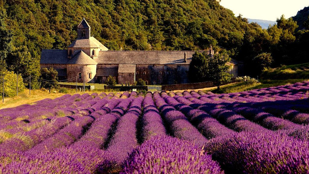 【世界＆日本の絶景】一度は見たい！美しすぎる一面に広がる紫の景色