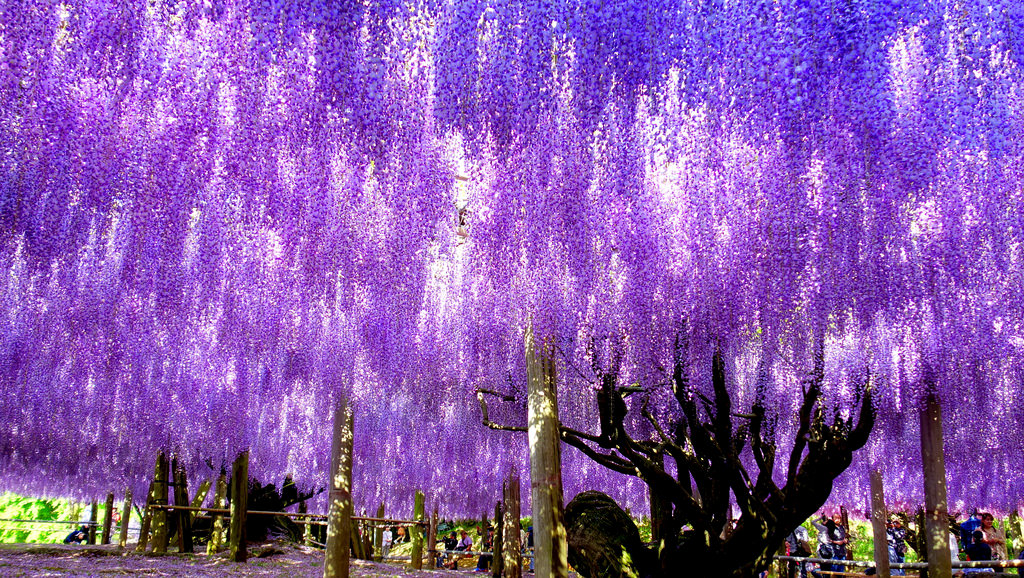 【世界＆日本の絶景】一度は見たい！美しすぎる一面に広がる紫の景色