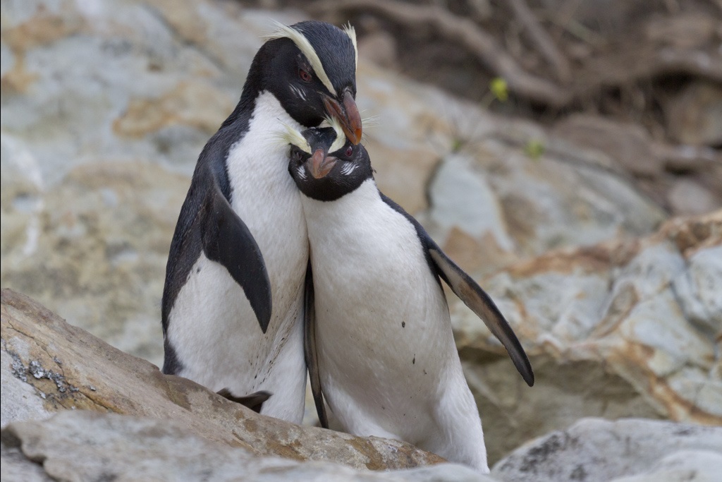 ペンギン王国！ニュージーランドで出会いたいのはこのペンギン！