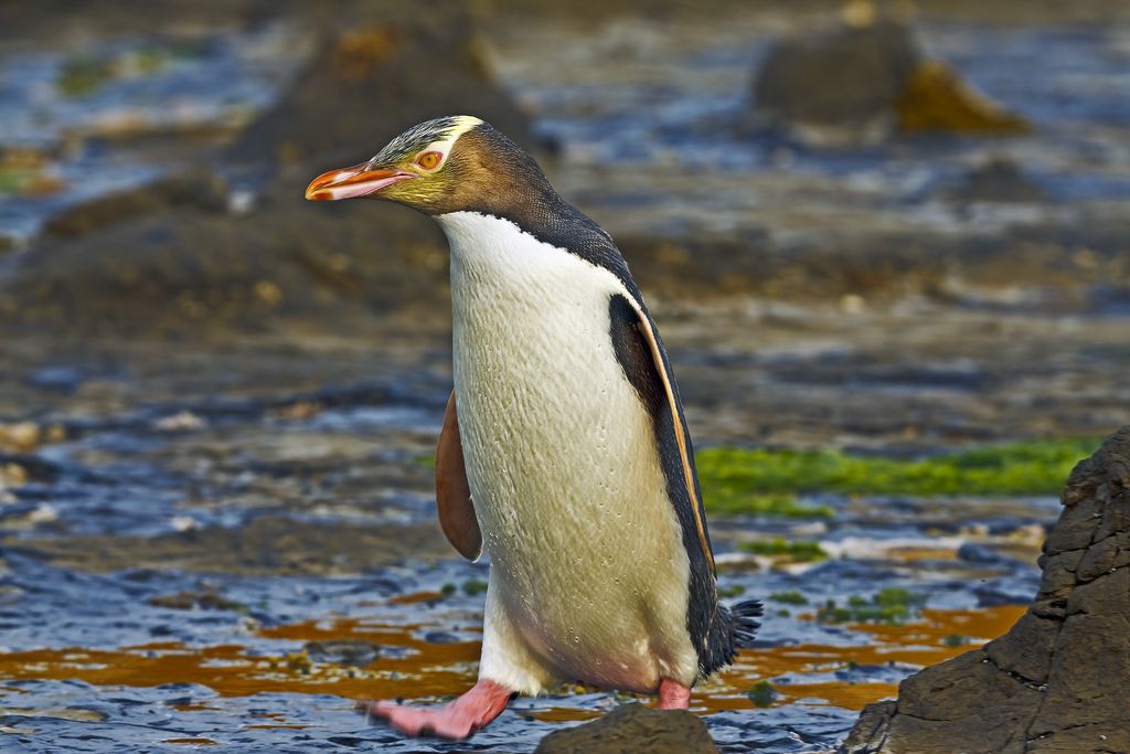 ペンギン王国！ニュージーランドで出会いたいのはこのペンギン！