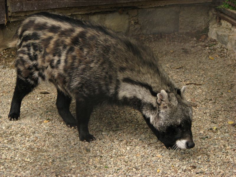 南アフリカのサファリで出会える動物ガイド【肉食動物編①】