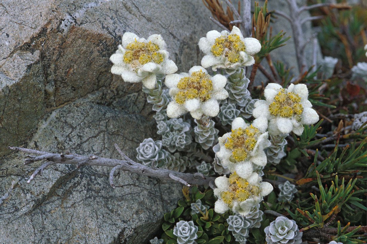 マウント・クック国立公園に咲く可憐な花図鑑 in ニュージーランド