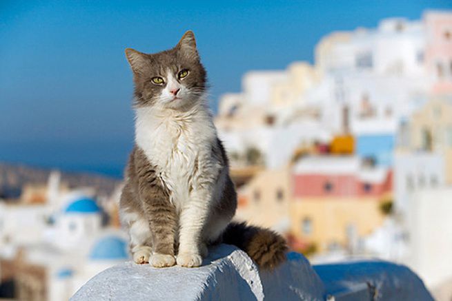 青い空の下での～んびり♪猫たちが暮らすギリシャの街