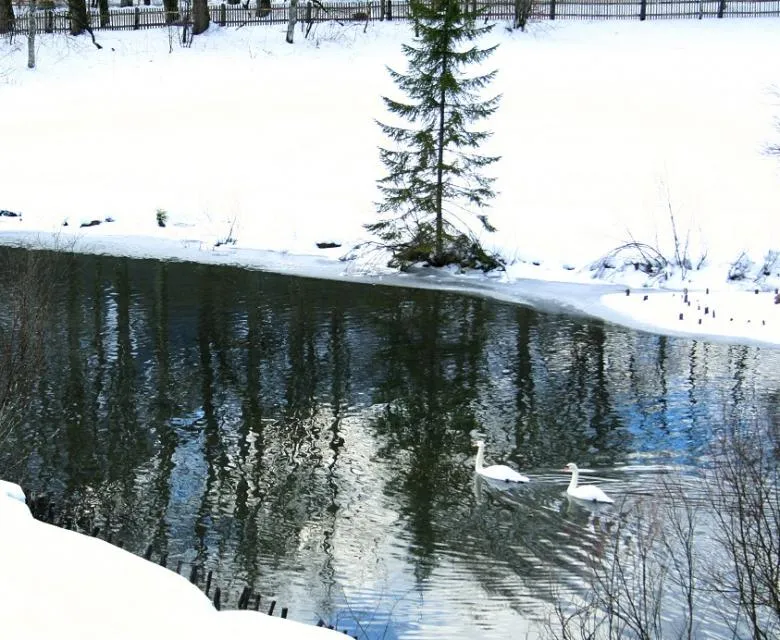 城のそばの池には白鳥が。