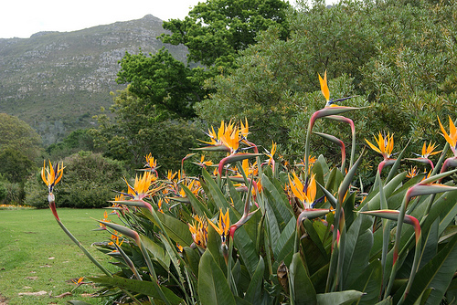 南アフリカでしか見れない！彩り鮮やかな人気の花5選