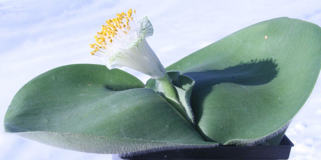 花の王国南アフリカで出会える美しいお花４選