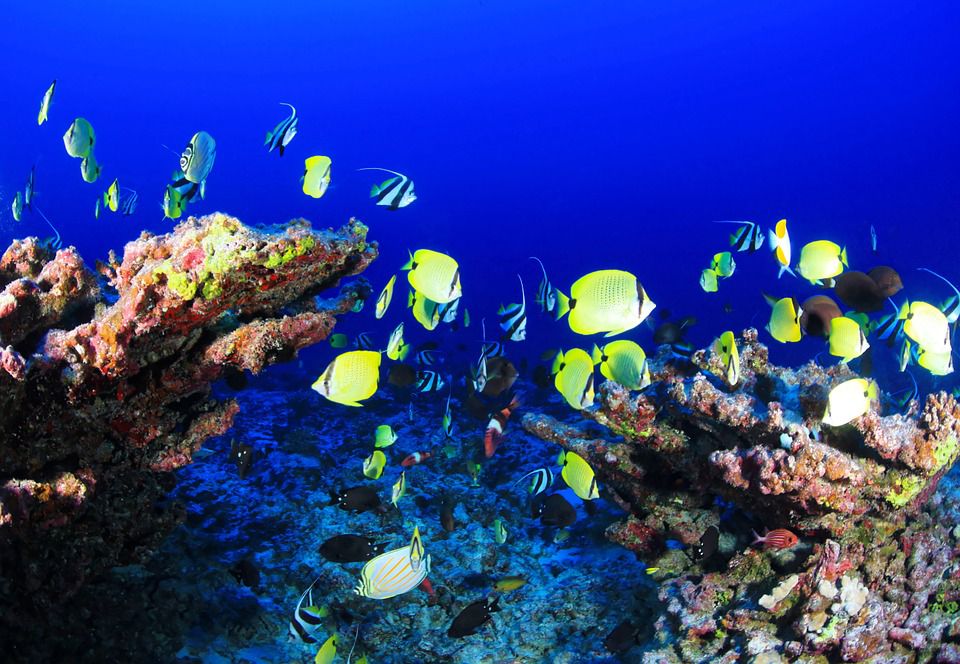 世界遺産ベリーズ珊瑚礁保護区グレートブルーホールの魅力に迫る！カリブ海の宝石で神秘を感じよう