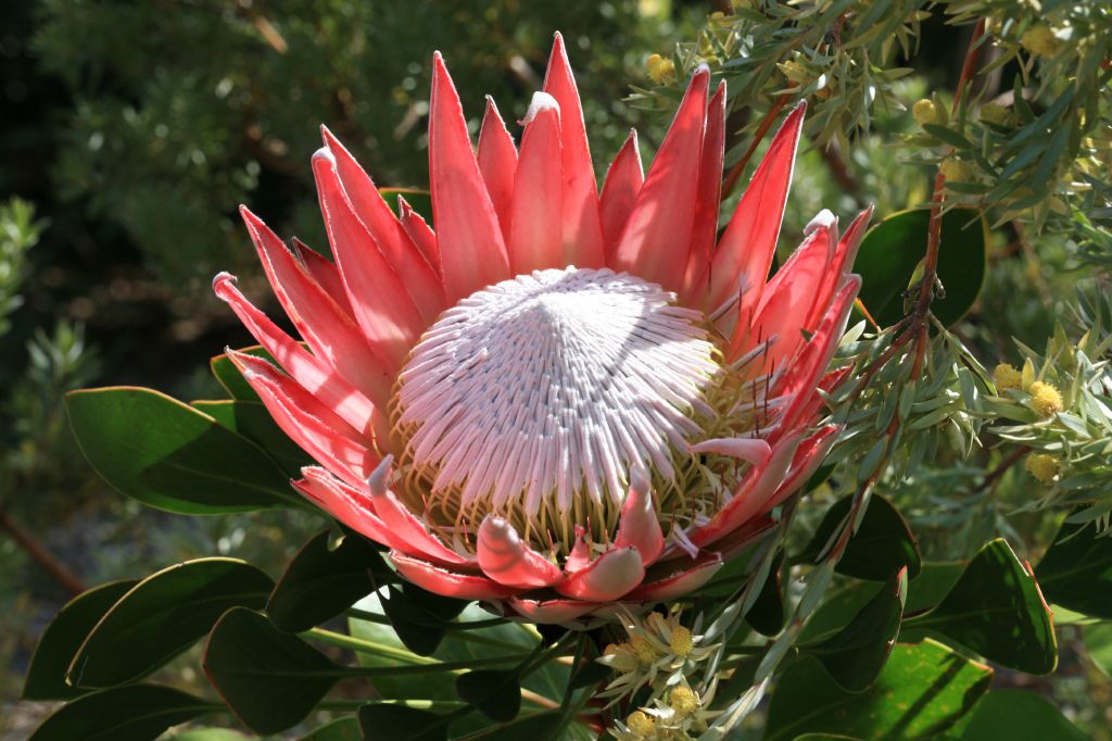 南アフリカの花図鑑！「花王国」の名にふさわしいアフリカ大陸最南端で出会えるユニークな花の数々