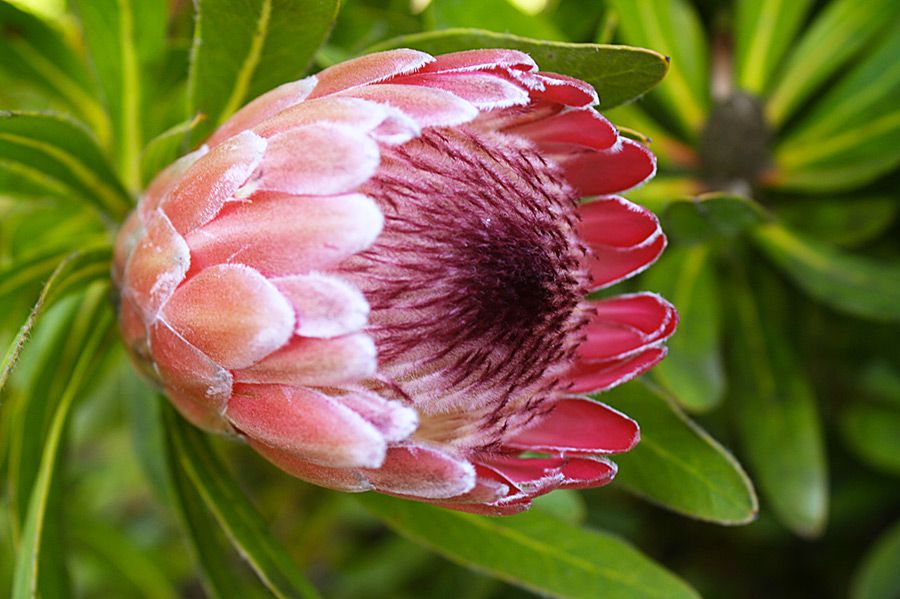 南アフリカの花図鑑！「花王国」の名にふさわしいアフリカ大陸最南端で出会えるユニークな花の数々