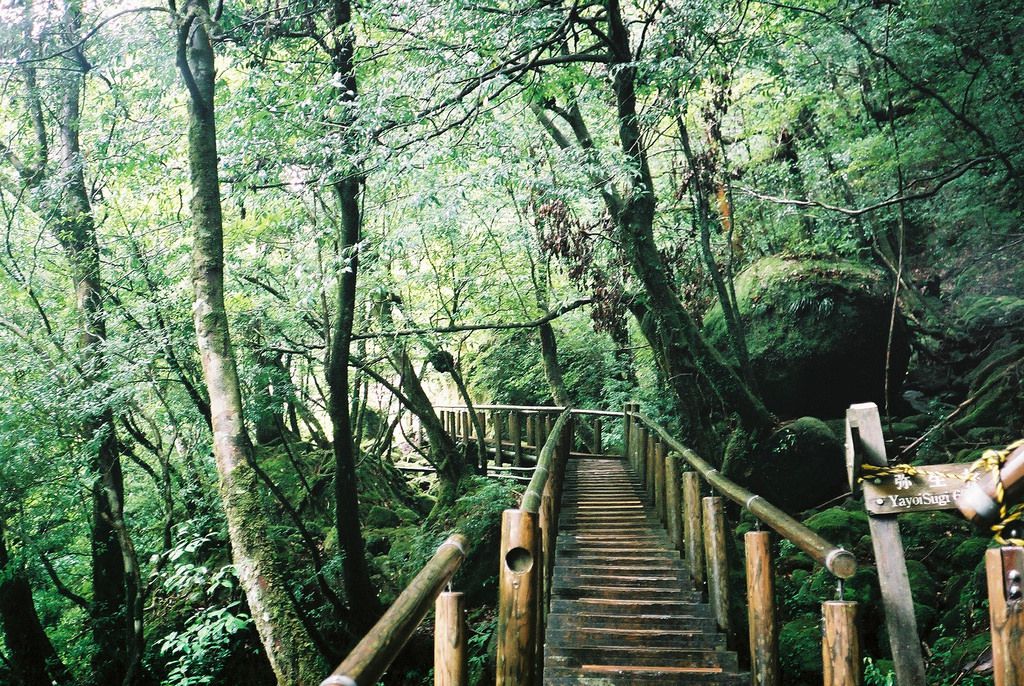 もののけ姫の舞台！鹿児島「屋久島」は日本が誇る世界自然遺産の島