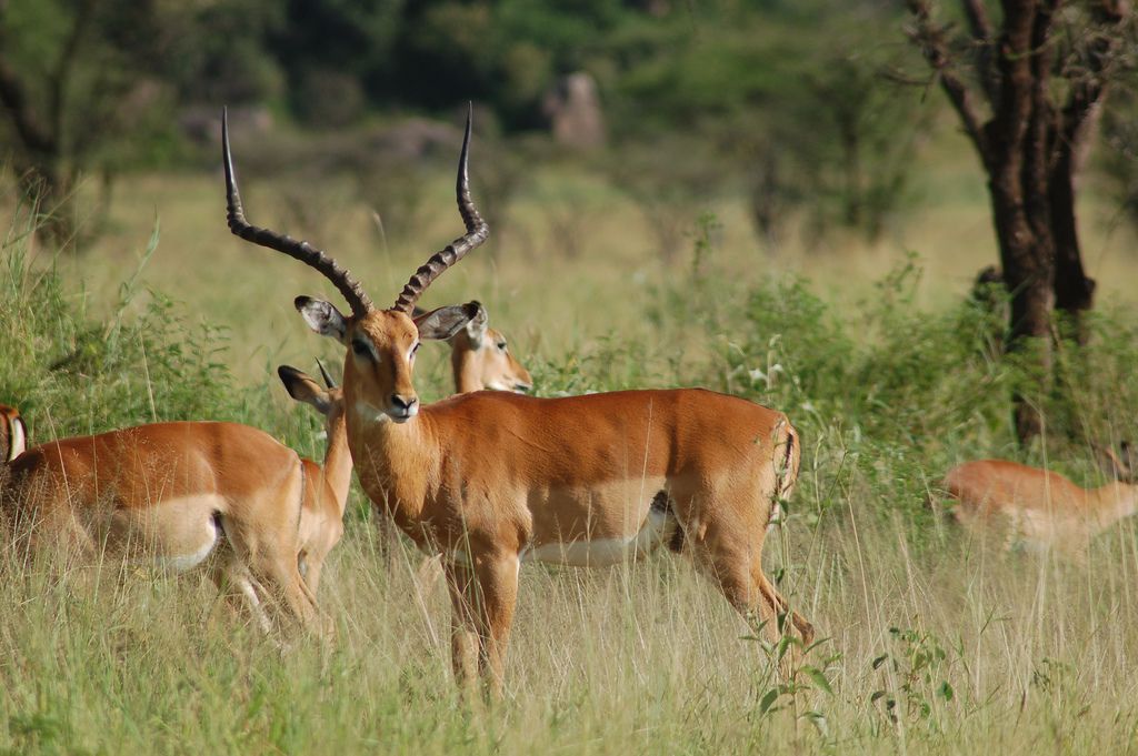 タンザニア観光ならセレンゲティ国立公園へ！ライオンなどの野生動物鑑賞♪