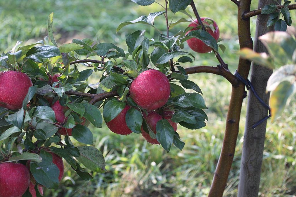 東北で地方おすすめリンゴ狩り農園3選！秋田・岩手・青森の絶品リンゴを集めました