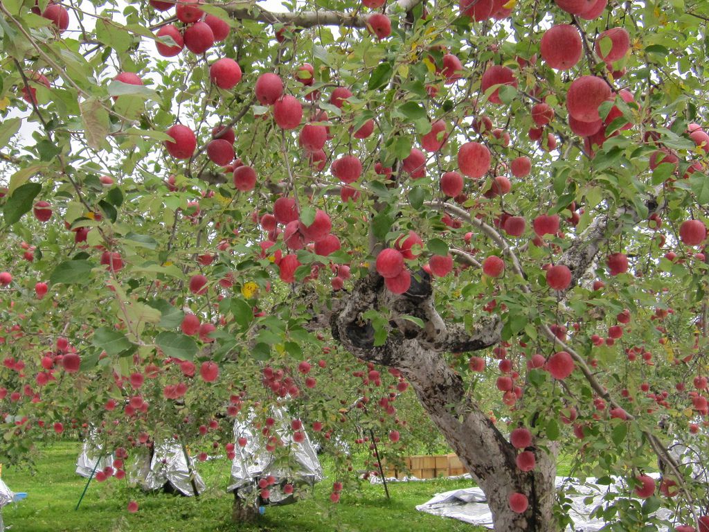 東北で地方おすすめリンゴ狩り農園3選！秋田・岩手・青森の絶品リンゴを集めました