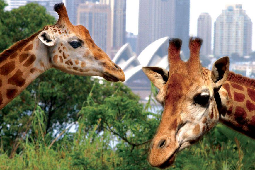 シドニーで人気の動物園＆おすすめ水族館６選！コアラパークにナイトサファリも！