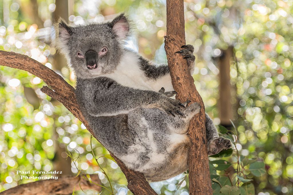 シドニーで人気の動物園＆おすすめ水族館６選！コアラパークにナイトサファリも！