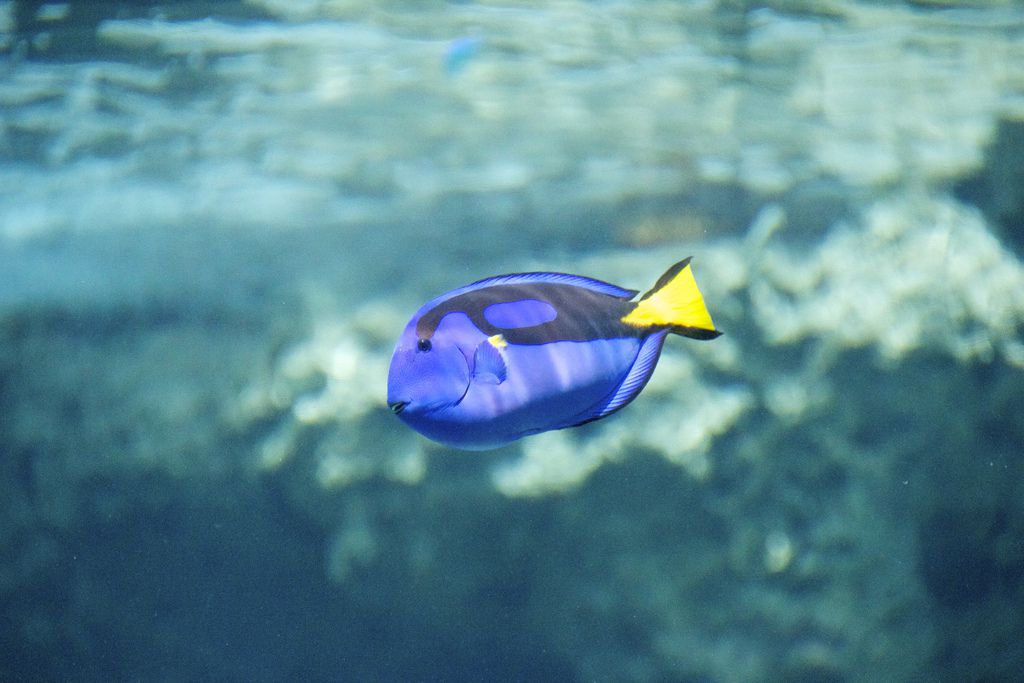 絶対に行くべき！美ら海水族館ってこんなところ