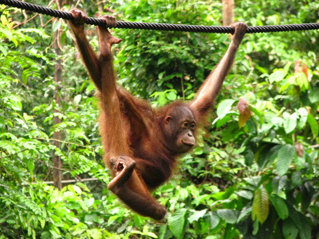 マレーシア観光で野生動物に出会う旅！希少動物たちに大興奮！