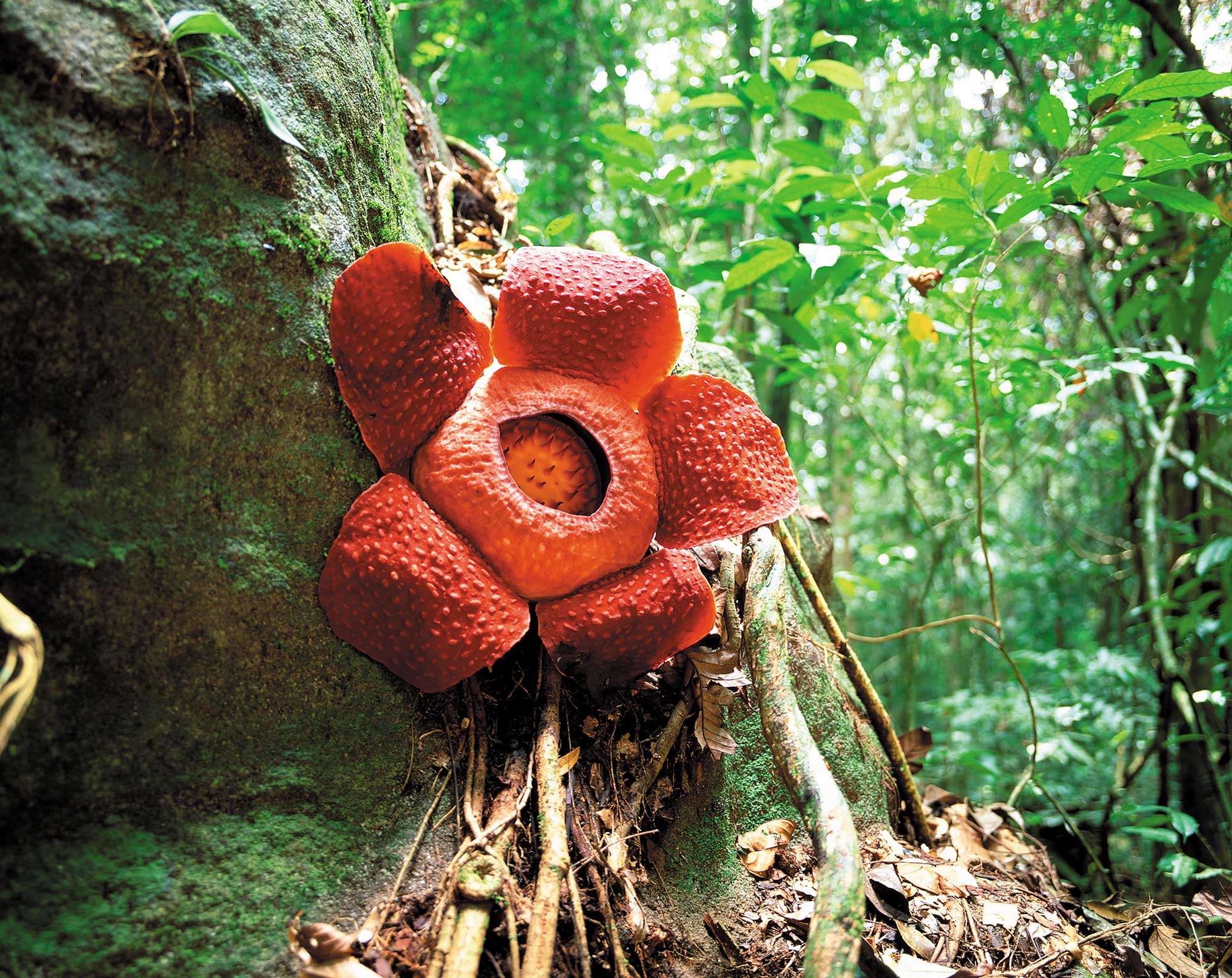 画像2枚目 南国マレーシアで咲く花の種類４選 有名なラフレシアなど珍しいカラフルな植物がたくさん Taptrip